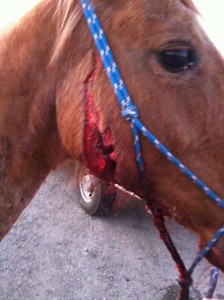 bleeding horse