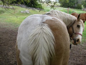 horsebehind