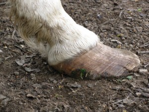 horsehoof