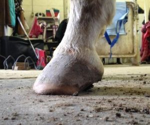How often should my horses’ feet be trimmed and/or shod. What is “normal”?
