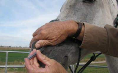 What should I do for my horse with a cough and/or runnynose?